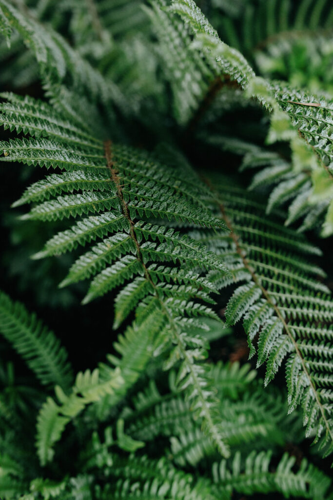 Dreamy-Garden-Details-Backyard-Seattle-Wedding-by-Jaime-Denise-Photography